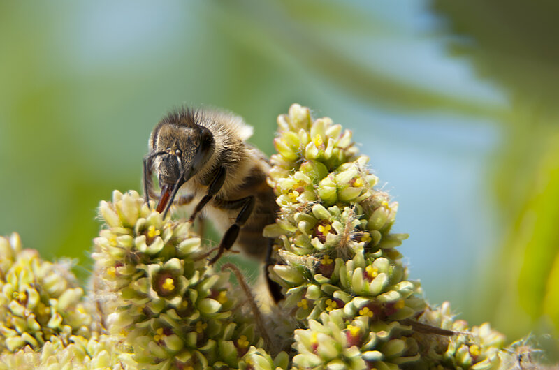 Hoverfly landing